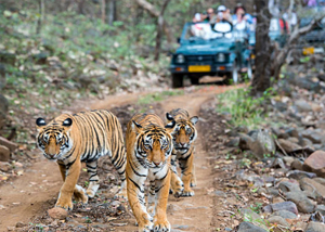 Jaipur Ranthambore Tour